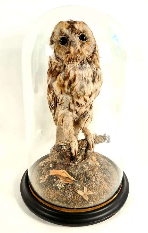 Victorian Tawny Owl