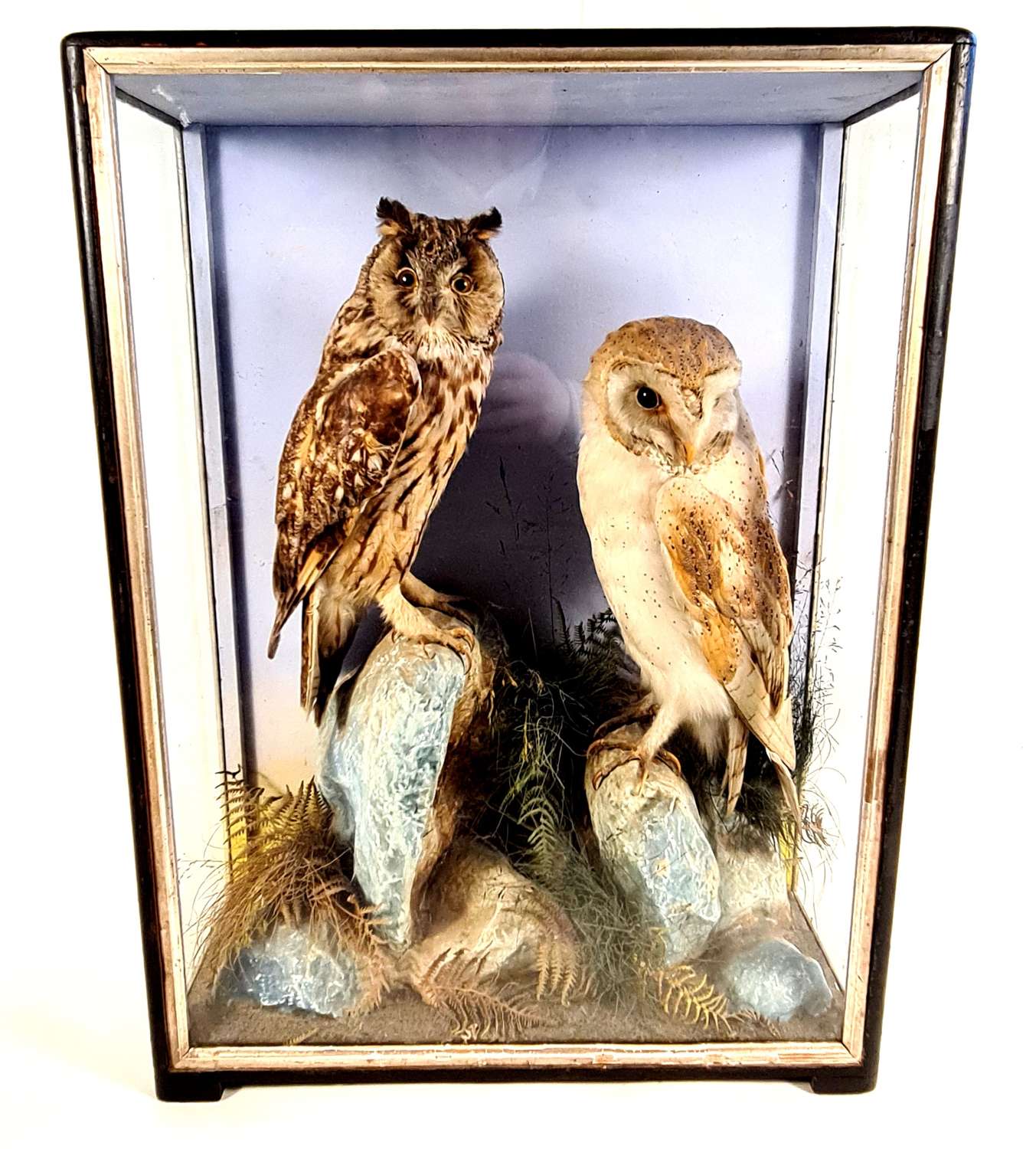 A Pair of Taxidermy Owls