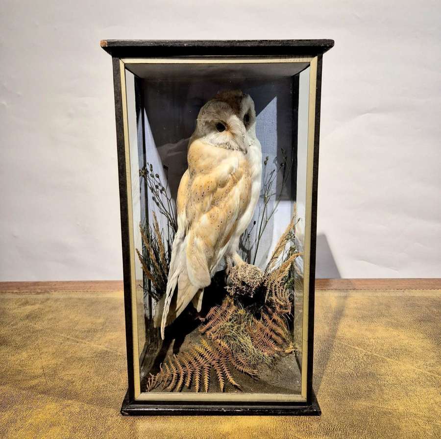 Cased Barn Owl