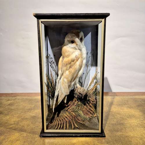 Cased Barn Owl